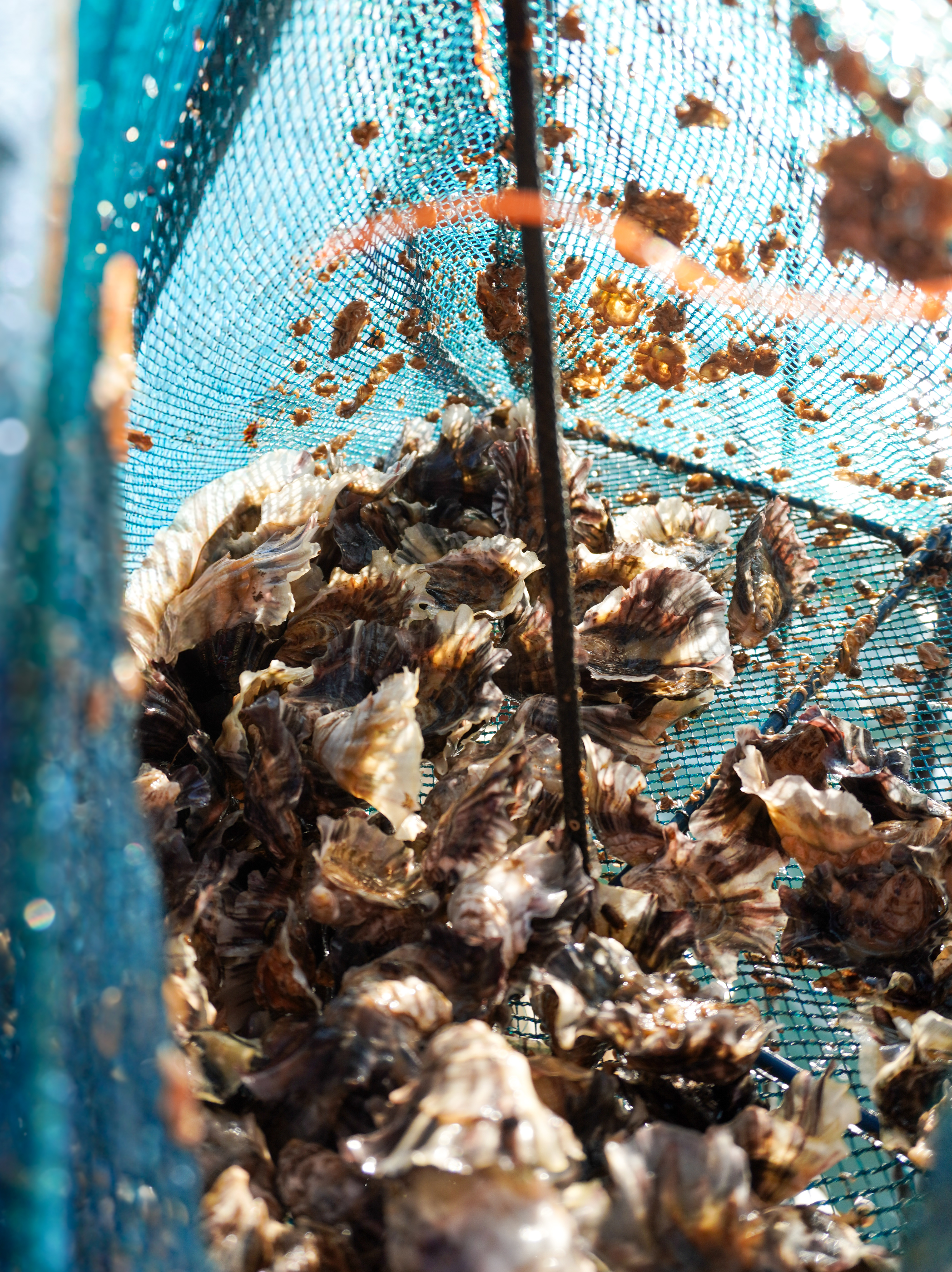 Flash 360° OSEZ Agence — Tardy Coquillages, ostréiculteur, Loupian, Hérault